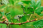 GOOSEBERRY SAWFLY CATERPILLARS FEEDING