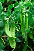 SUGAR SNAP PEAS,  POD READY TO EAT