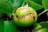 APPLE SAWFLY,  DAMAGE TO DEVELOPING APPLE