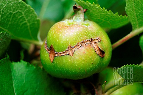 APPLE_SAWFLY__DAMAGE_TO_DEVELOPING_APPLE