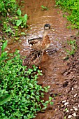 MALLARD IN STREAM