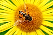 HOVERFLY ON RUDBECKIA