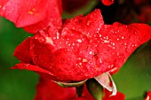 GREY MOULD ON ROSE FLOWER