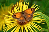 HEDGEBROWN BUTTERFLY ON INULA