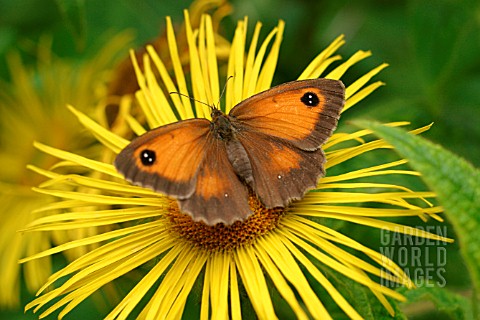 HEDGEBROWN_BUTTERFLY_ON_INULA