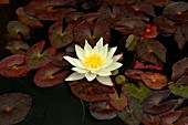 NYMPHAEA PYGMAEA HELVOLA (WATER LILY)