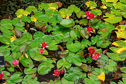 NYMPHAEA_FROEBELII_WATER_LILY