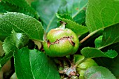 APPLE SAWFLY,  DAMAGE TO DEVELOPING APPLE