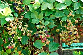 BLACKBERRY ASHTON CROSS (RUBUS FRUTICOSUS)