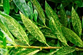 GREEN ALGAE FILM COVERING RHODODENDRON LEAF