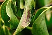 ARBUTUS LEAF SPOT