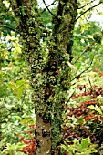 LICHEN GROWING ON TREE