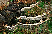 BRACKET FUNGUS (GANODERMA ADSPERSUM) ON ASH TREE TRUNK