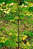 PHYTOPHTHORA ROOT DEATH ON BEECH