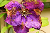 GREY MOULD ON CLEMATIS FLOWER