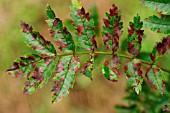 FUNGAL LEAF SPOT ON MOUNTAIN ASH (SORBUS AUCUPARIA)