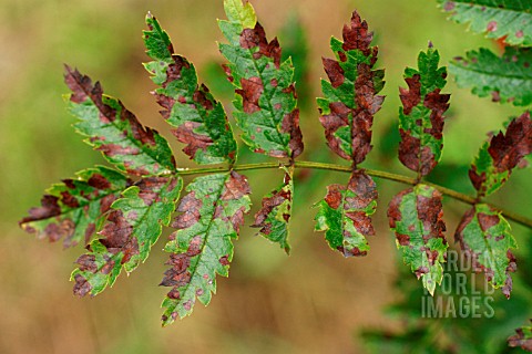 FUNGAL_LEAF_SPOT_ON_MOUNTAIN_ASH_SORBUS_AUCUPARIA