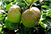 APPLE SAWFLY,  DAMAGE TO BRAMLEY SEEDING APPLE