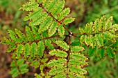 FUNGAL LEAF SPOT ON MOUNTAIN ASH (SORBUS AUCUPARIA)