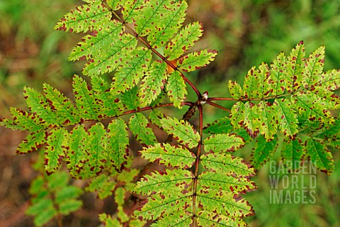 FUNGAL_LEAF_SPOT_ON_MOUNTAIN_ASH_SORBUS_AUCUPARIA