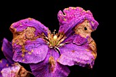 GREY MOULD ON CLEMATIS FLOWER