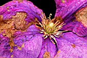 GREY MOULD ON CLEMATIS FLOWER