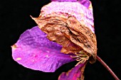 GREY MOULD ON CLEMATIS FLOWER