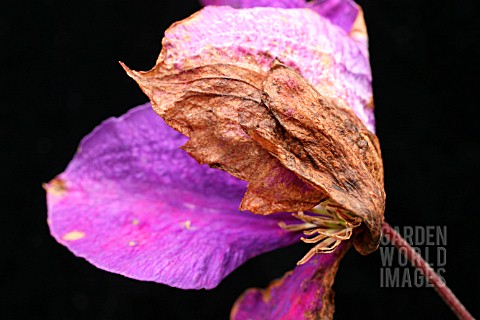 GREY_MOULD_ON_CLEMATIS_FLOWER