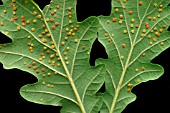 SILK BUTTON GALLS ON UNDERSIDE OF OAK LEAF