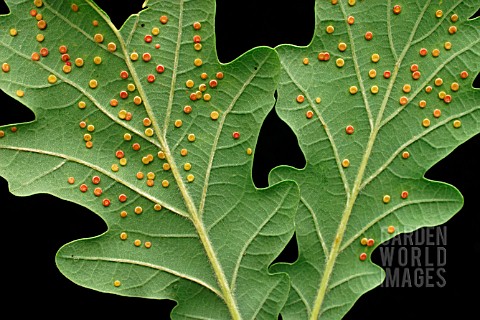 SILK_BUTTON_GALLS_ON_UNDERSIDE_OF_OAK_LEAF