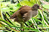 MOORHEN JUVENILE