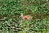 MOORHEN JUVENILE SWIMMING