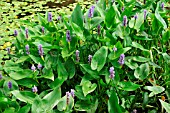 PONTEDERIA CORDATA (PICKEREL WEED)