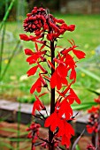 LOBELIA CARDINALIS