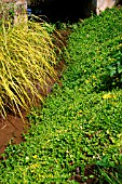 LYSIMACHIA NUMMULARIA (CREEPING JENNY)