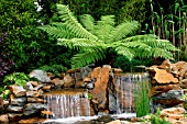 DICKSONIA ANTARCTICA (AGM), (HARDY TREE FERN) BEHIND WATERFALL