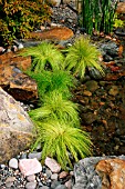 DESCHAMPSIA (HAIR GRASS) AT EDGE OF POND