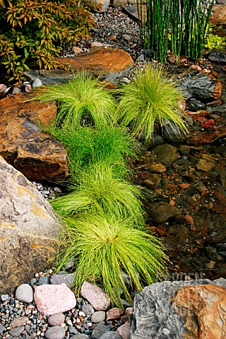 DESCHAMPSIA_HAIR_GRASS_AT_EDGE_OF_POND