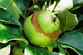 APPLE SAWFLY,  SUPERFICIAL DAMAGE TO SKIN
