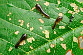 CHERRY SLUGWORM ON CHERRY LEAF