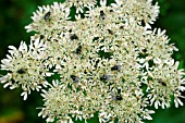 FLIES ON HEMLOCK FLOWER