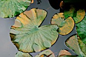 RUST DEPOSIT ON WATER LILY LEAVES