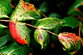 MAHONIA RUST ON LEAF