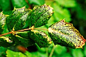 MAHONIA RUST ON LEAF