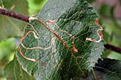 LEAF MINER,  MINES ON APPLE