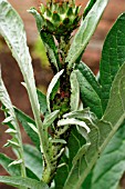 APHIDS ON GLOBE ARTICHOKE LEAVES