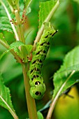 ELEPHANT HAWK MOTH CATERPILLAR ON IMPATIENS GLANDULIFERA (INDIAN BALSAM)