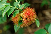 ROBINS PINCUSHION ON ROSE)