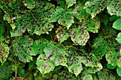 TAR SPOTS ON SYCAMORE LEAVES