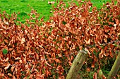 WEED CONTROL OF JAPANESE KNOTWEED (FALLOPIA JAPONICA) AFTER SPRAYING